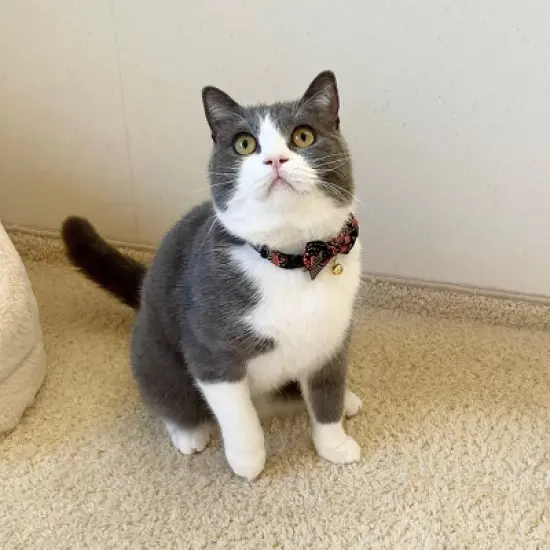 Necoichi Gilded Gold Bow Tie Cat Collar image {4}