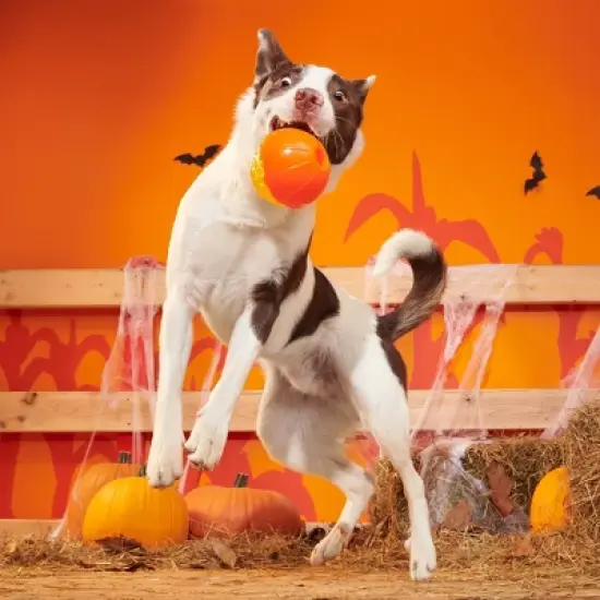 BARK Halloween Super Chewer Pumpkin Prodigy Dog Toy image {4}