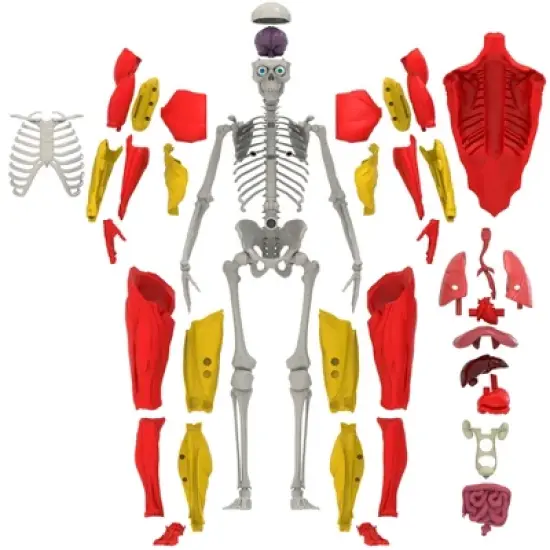 Science to the Max Interactive Human Body Kit image {1}