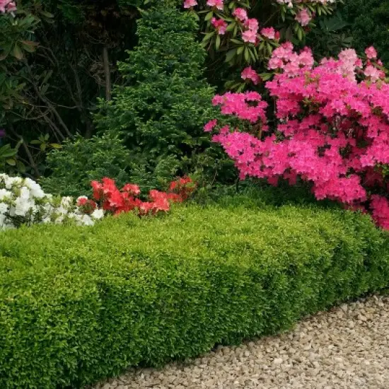 National Plant Network Outdoor Live Wintergreen Boxwood Plant - 1ct 1gal image {3}