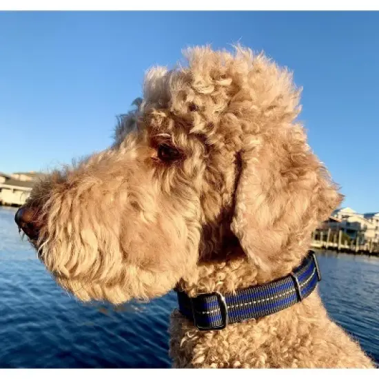 Black Rhino The Hybrid Striped Dog Collar - Blue - Large image {2}