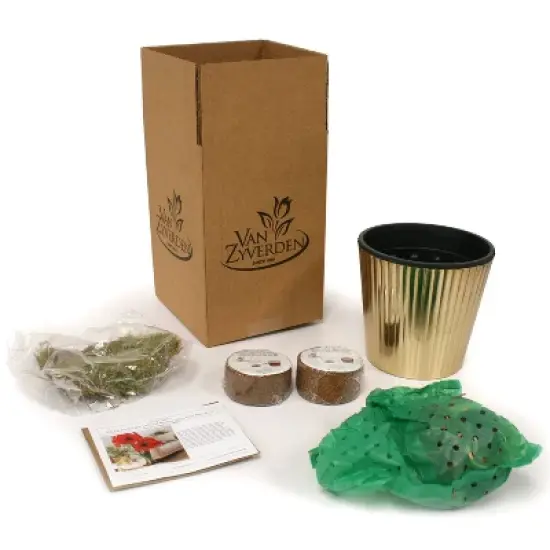 Amaryllis Kit Pink Bulb with Iron Brass Fluted Planter - Van Zyverden image {3}