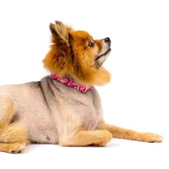 Country Brook Petz Pink Bone Camo Martingale Dog Collar image {4}