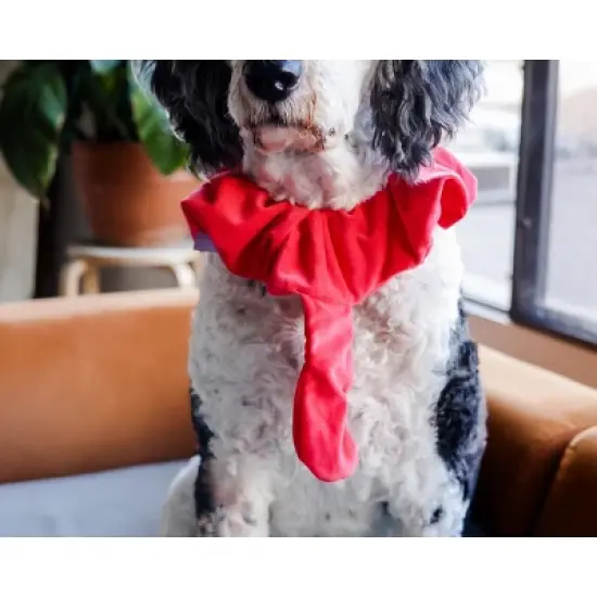 Midlee Turkey Beard & Tail Thanksgiving Dog Costume image {5}