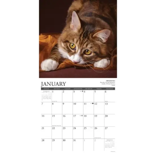Willow Creek Press 2024 Wall Calendar 12"x12" Cat Rules image {2}
