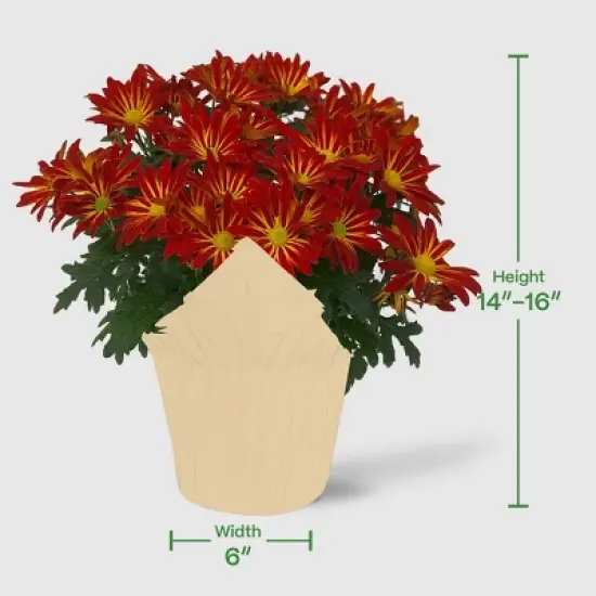 Live 6" Pelee Mum Cover - Good Little Garden&trade; image {4}