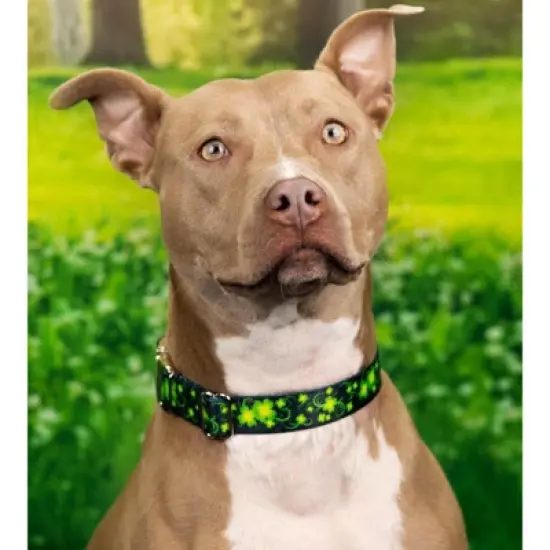 Country Brook Petz HossFit Jr Wide Martingale Dog Collar - Irish Pride image {1}