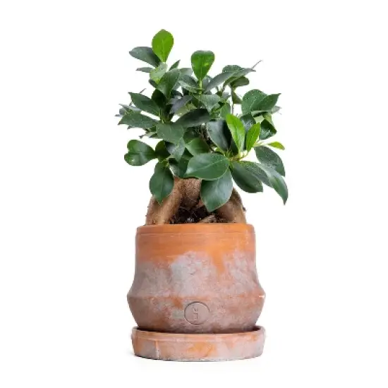 Live 4" Ficus Ginseng Potted Houseplant image {4}