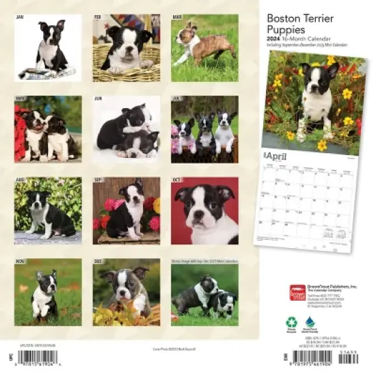 Browntrout 2024 Wall Calendar 12"x12" Boston Terrier image {1}
