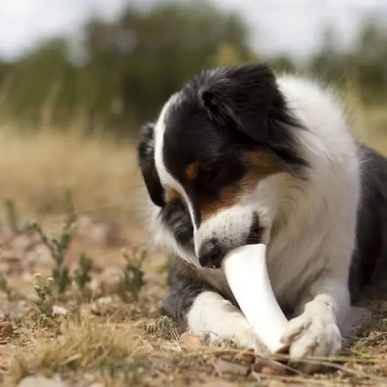 Pawstruck Large Filled Dog Bones Made in USA Stuffed Bulk 6" Femur Dog Dental Treats & Chews, American Made image {3}