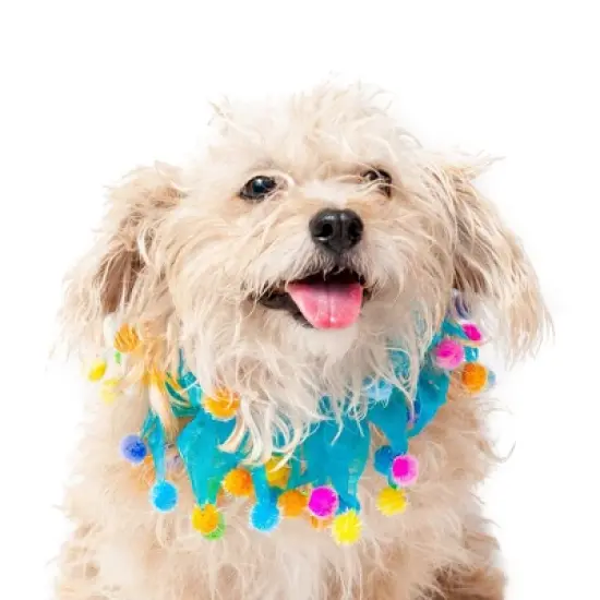 Midlee Blue Birthday Pom Pom Dog Collar image {9}