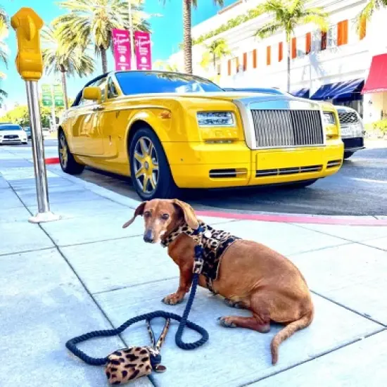 PoisePup - Luxury Pet Dog Leash - Soft Premium Italian Leather and 100% Natural Cotton Rope Leash - Wildest One image {2}