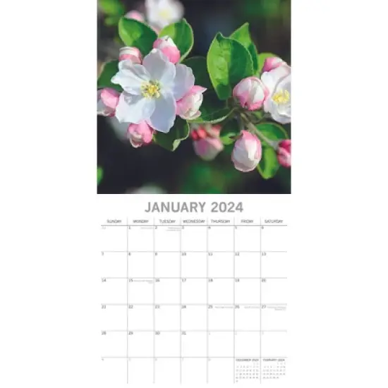 The Gifted Stationery 2024 Square Wall Calendar, Blossoms, 16-Month Floral Theme with 180 Reminder Stickers (12x12 In) image {1}