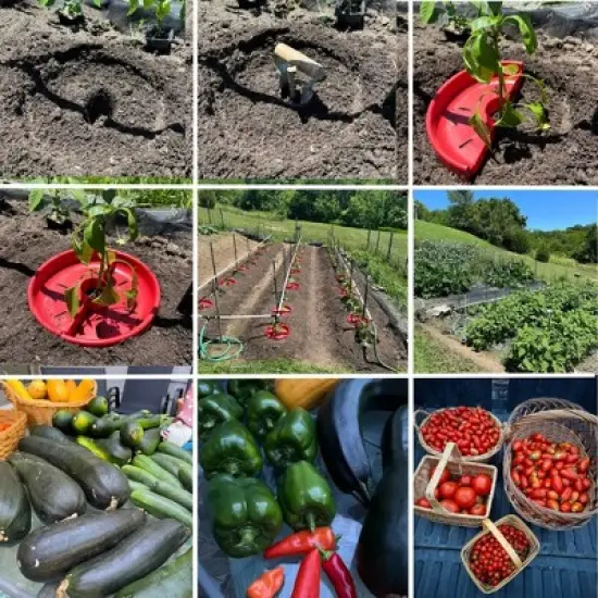 Tomato Crater Vegetable Garden Watering Tray &ndash; Directs Water to Roots, Warms Soil, Reduces Pests, Improves Growth, BPA-Free image {7}