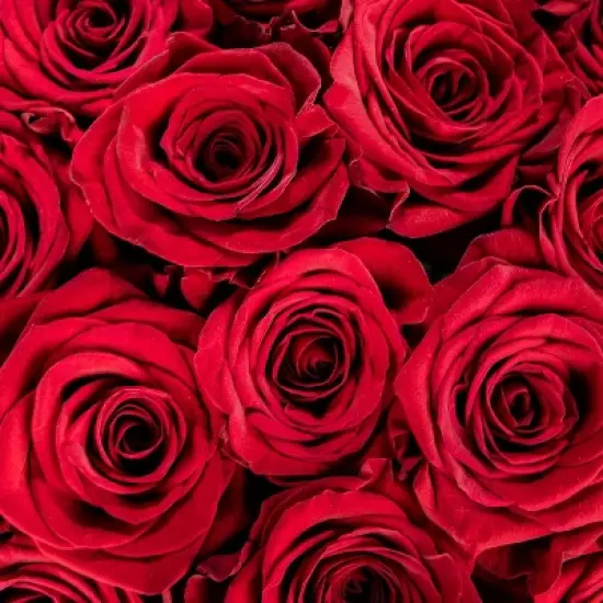 Dozen Fresh Cut Red Roses with Vase image {2}