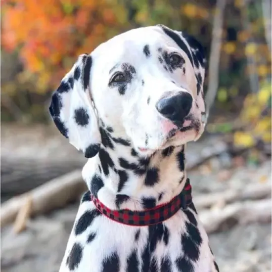 Up Country Red Buffalo Check Dog Collar, Large image {2}