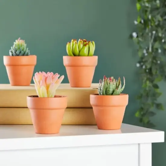 Juvale 10-Pack 2-Inch Mini Terracotta Pots with Drainage Holes for Succulents, Plants, Herbs, and Flowers, Small Clay Pot Planters image {1}