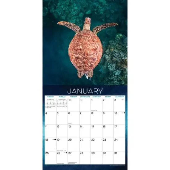 Willow Creek Press 2026 Sea Turtles Wall Calendar image {2}