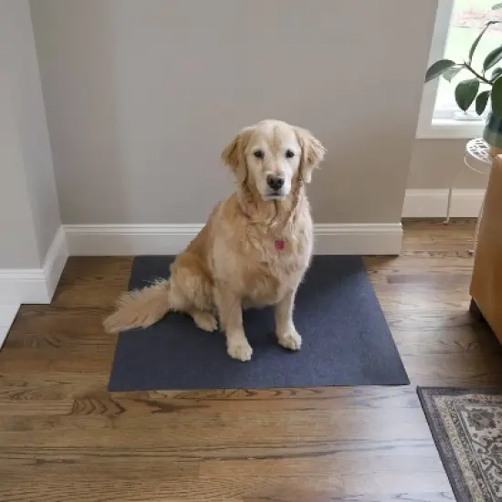 Drymate 29" x 36" Washable Training Potty Pads for Dogs - 2pk - Charcoal image {2}