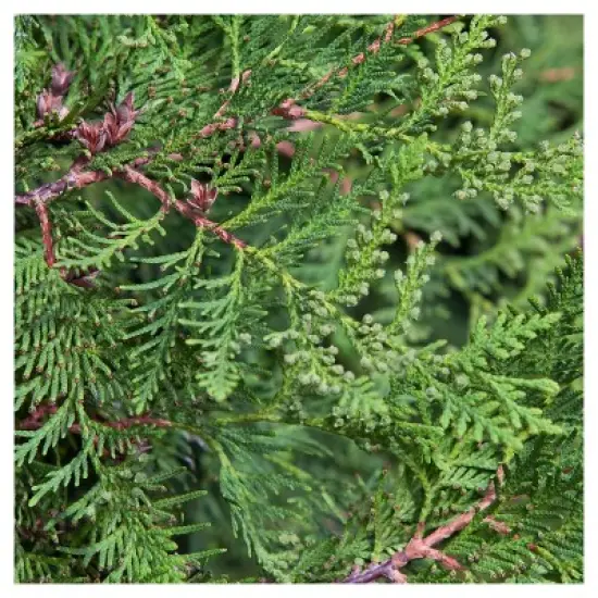 Arborvitae 'Emerald Green' 1pc - National Plant Network U.S.D.A Hardiness Zone 4-8 - 2.5 Quart image {2}