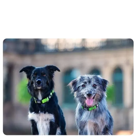 DDOXX Nylon Airmesh Dog Collar - Red - Medium image {2}