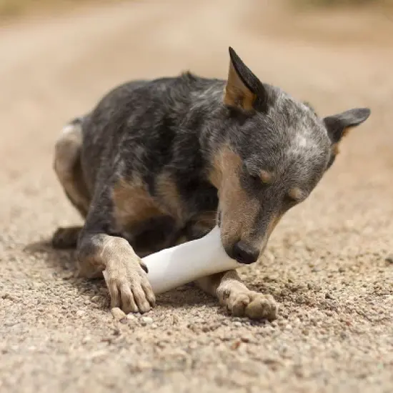 Pawstruck Large Filled Dog Bones Made in USA Stuffed Bulk 6" Femur Dog Dental Treats & Chews, American Made image {5}