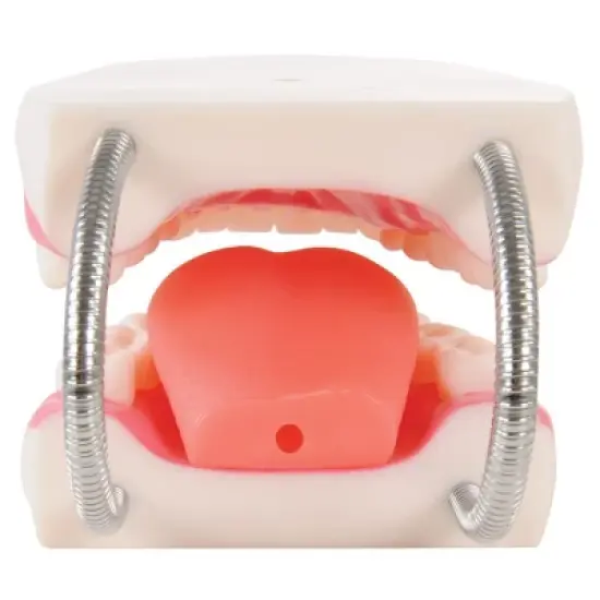 Kaplan Early Learning Healthy Smiles Dental Model image {3}