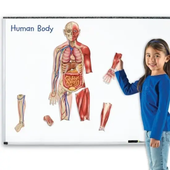 Learning Resources Double-Sided Magnetic Human Body image {1}