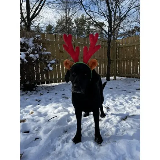 Midlee Christmas Reindeer Antlers with Ears for Large Dogs image {4}