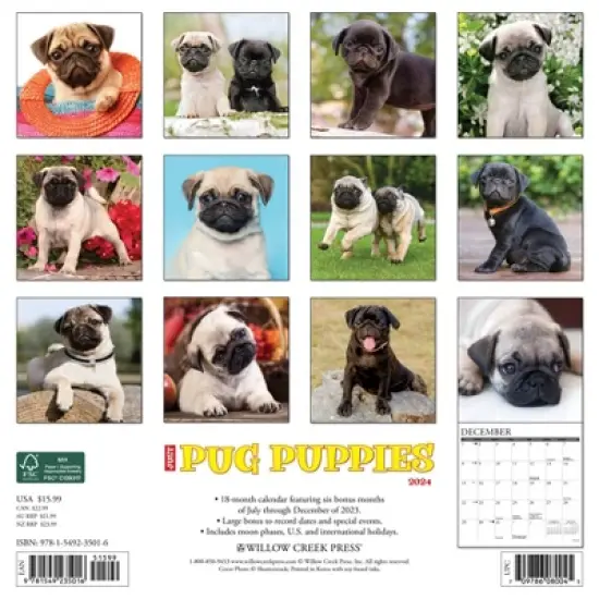 Willow Creek Press 2024 Wall Calendar 12"x12" Just Pug Puppies image {1}