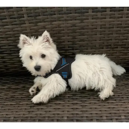 Doggy Tales Patented Hart Harness Blue - 35 image {3}