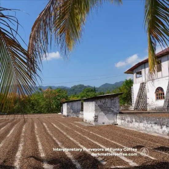 Dark Matter Coffee Unicorn Blood Espresso Blend - 12oz image {2}