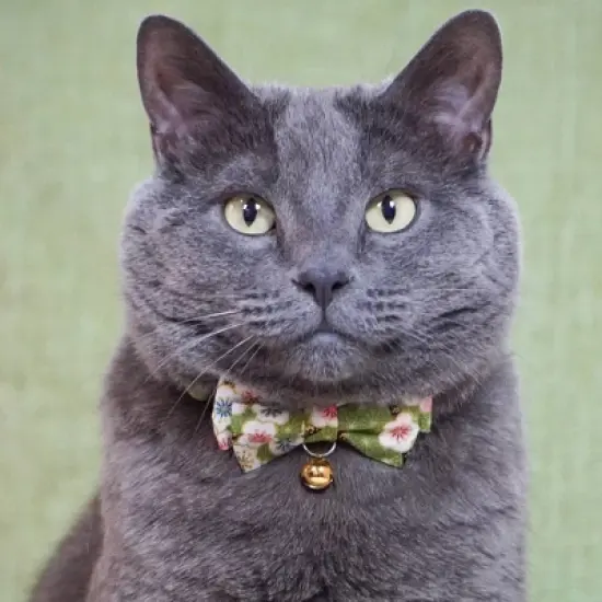 Necoichi Hanami Bow Tie Cat Collar image {4}