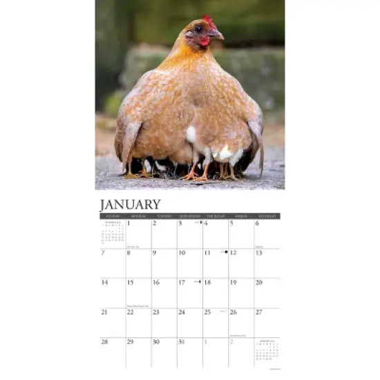 Willow Creek Press 2024 Wall Calendar 12"x12" Just Us Chickens image {2}