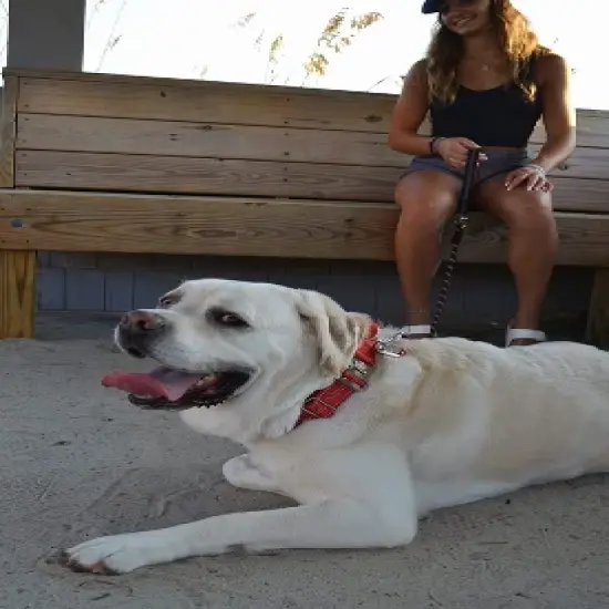 Black Rhino Neoprene Padded Tactical Dog Collar - Large - Red image {2}