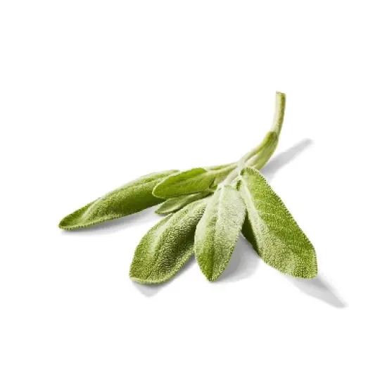 Organic Sage - 0.5oz - Good & Gather&trade; image {1}