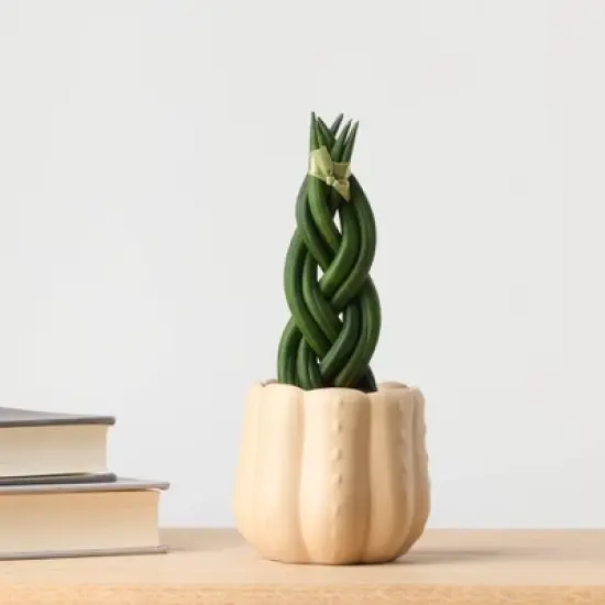 Pumped for Fall White Live Houseplant - Good Little Garden&trade; image {3}