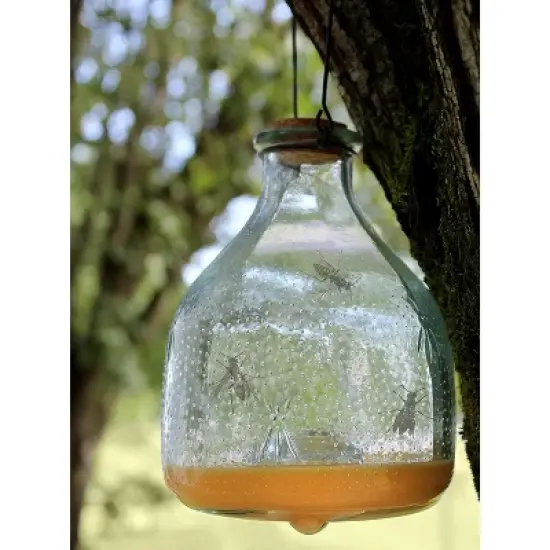 Darware Clear Glass Wasp Traps (2-Pack); Wasp Catchers for Garden and Home Use image {2}