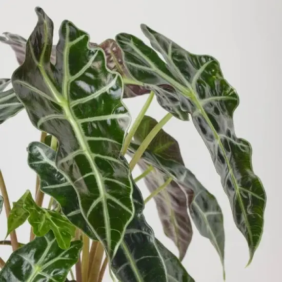 Greenwich Foliage - Good Little Garden&trade; image {2}