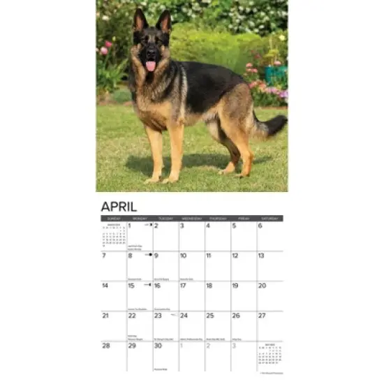 Willow Creek Press 2024 Wall Calendar 12"x12" Just German Shepherds image {2}