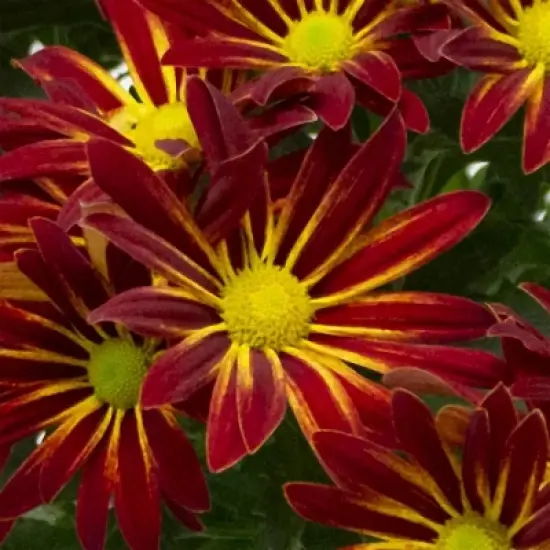 Live 6" Pelee Mum Cover - Good Little Garden&trade; image {5}