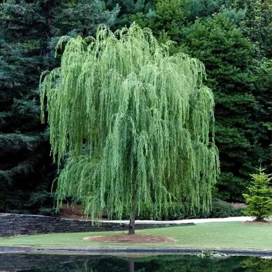 2.25gal Weeping Willow Tree - National Plant Network image {1}