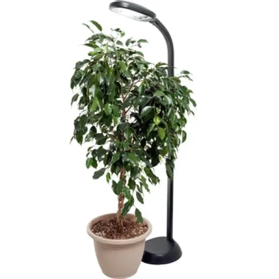 Hydrofarm Agrobrite FLF27DF 27W 120V Indoor Gooseneck Adjustable 48' to 61' Standing Plant Lamp Light with 6 Foot Power Cord, Black image {4}