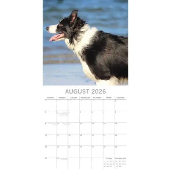 2026 Square Wall Calendar, Border Collies, 16-Month Paw Prints Theme with 180 Reminder Stickers (12x12 In) image {2}