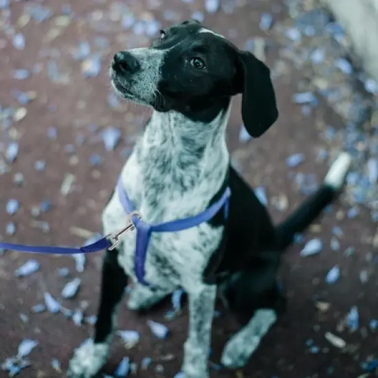 Unique Bargains Training Dog Leash 16.4ft Blue 1 Pc image {4}