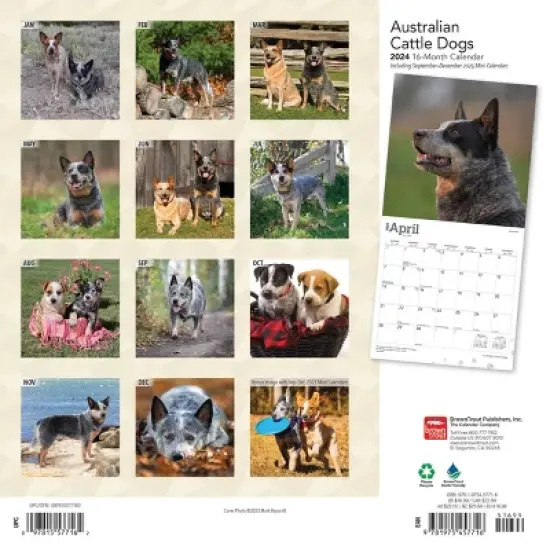 Browntrout 2024 Wall Calendar 12"x12" Australian Cattle Dogs image {1}