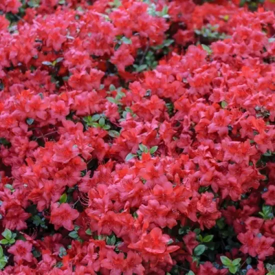 2.25gal Hershey Orange Azalea Plant with Pink Blooms - National Plant Network: Perennial Shade Plant, Live Outdoor Shrub image {3}