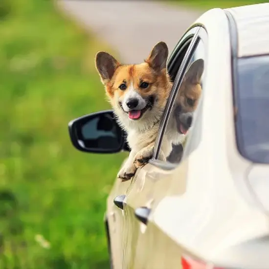 PAWBEE Dog Seat Belt for Car - 2 Car Seat Belts for Dogs - 3-in-1 Easy Clip Dog Car Elastic Seatbelt Adjustable Pet Dog Car Seat Belt + Leash image {5}