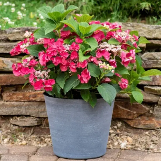 National Plant Network Live Outdoor 4" Cherry Explosion Hydrangea Plants - 3ct image {1}