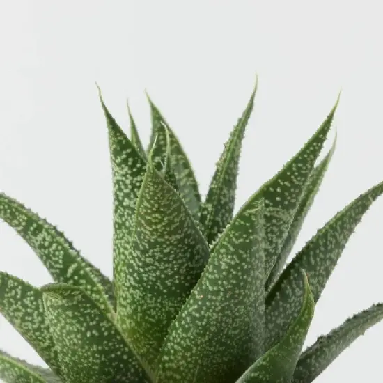 Falling Leaves Live Houseplant - Good Little Garden&trade; image {2}
